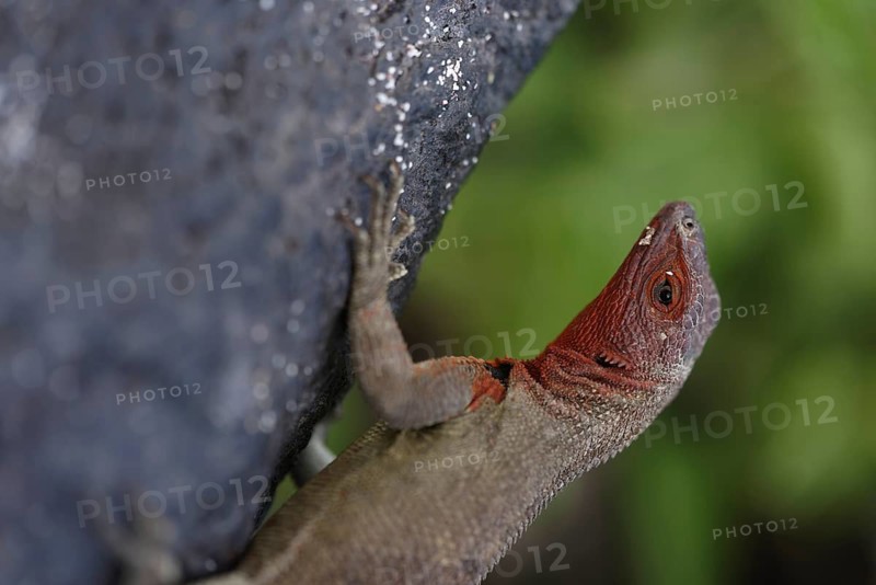A detailed image capturing a sunlit Lava lizard ascending a rugged volcanic rock, showcasing the unique fauna of the Galapagos Islands, Ecuador