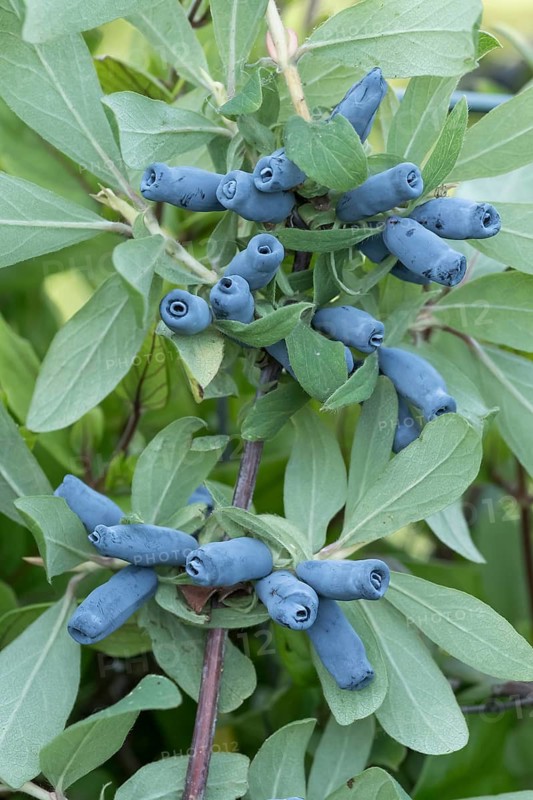 Blue honeyberry (Lonicera cärulea 'Morena'), BS Sämann, Germany