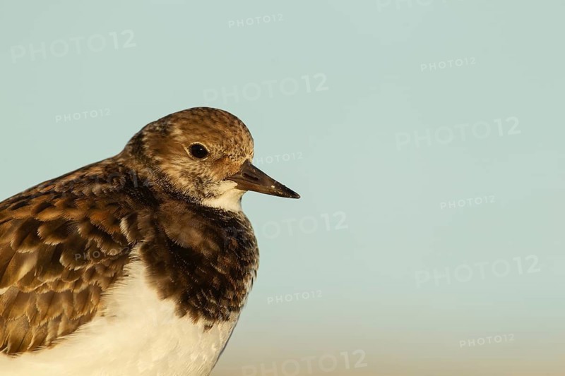Ruddy turnstone (Arenaria interpres) adult wading bird in winter plumage on a beach, England, United Kingdom