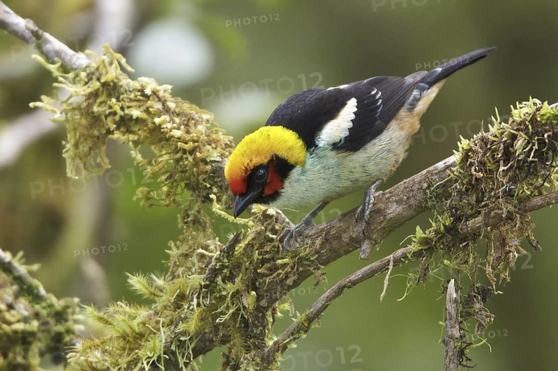 Flame-faced Tanager (Tangara parzudakii), Ecuador