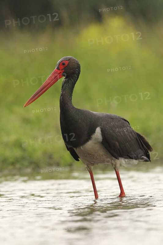 Black Stork (Ciconia nigra) foraging, Hungary