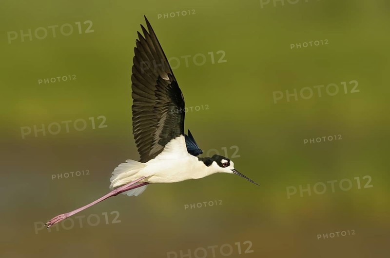 Black-necked Stilt (Himantopus mexicanus) flying, Texas, USA