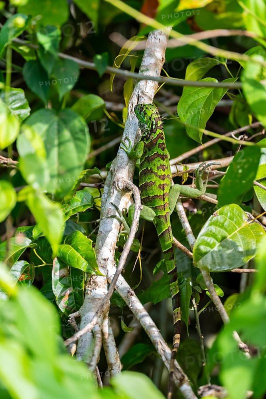 JuveniGreen iguana (Iguana iguana), juvenile, Tortuguero National Park, Costa Rica
