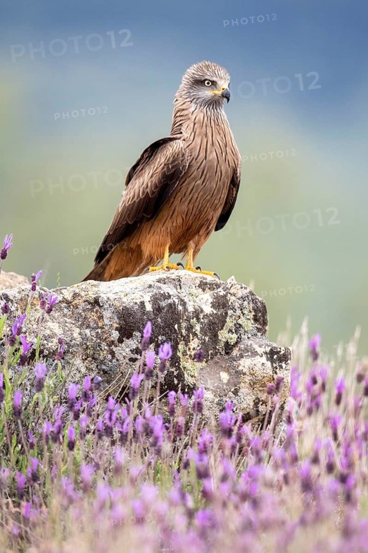 Black Kite (Milvus migrans) perched on a rock, Madrid, Spain