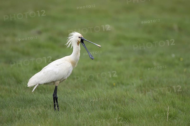 Loeffler (Platalea leucorodia), Spoonbill, droht mit offenem Schnabel, April, Insel Texel, Nordsee, Nordholland, Niederlande