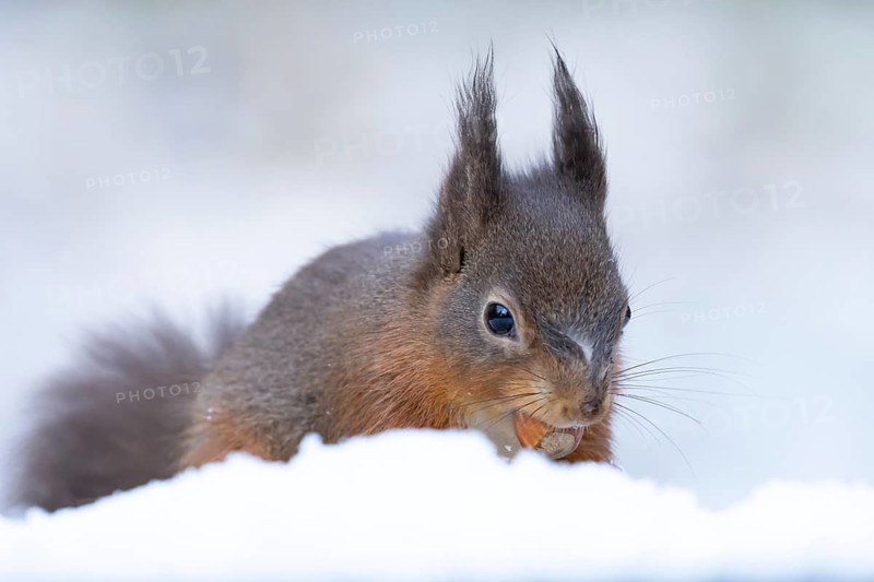 Red squirrel (Sciurus vulgaris) adult animal eating a hazel nut in snow in winter, England, United Kingdom