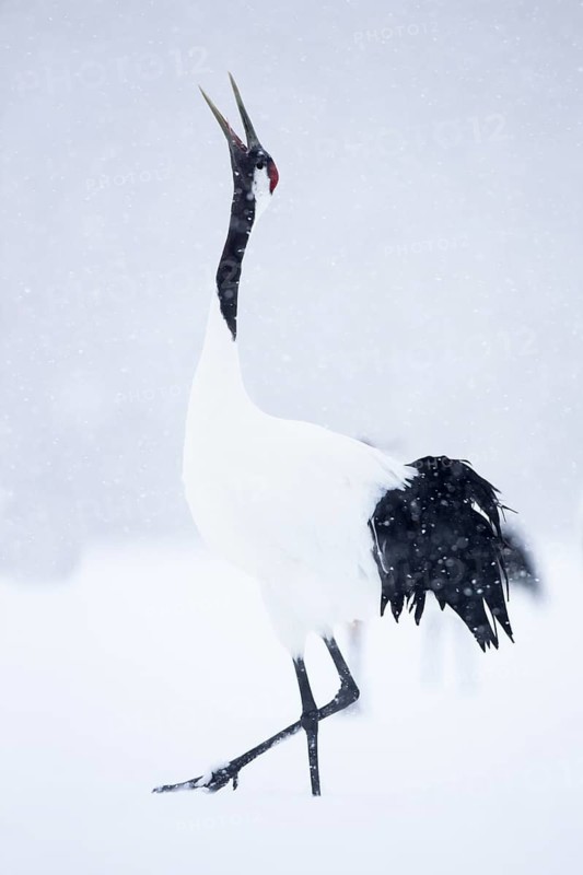 Red-crowned Crane (Grus japonensis) calling, Hokkaido, Japan