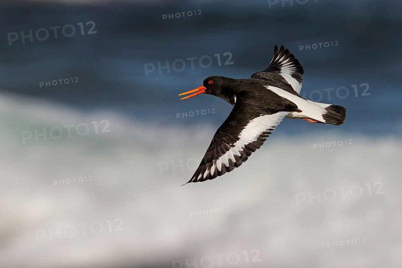 Austernfischer, Eurasian Oystercatcher, Oystercatcher, Palaearctic Oystercatcher, Haematopus ostralegus, Huîtrier pie, Ostrero Euroasiático