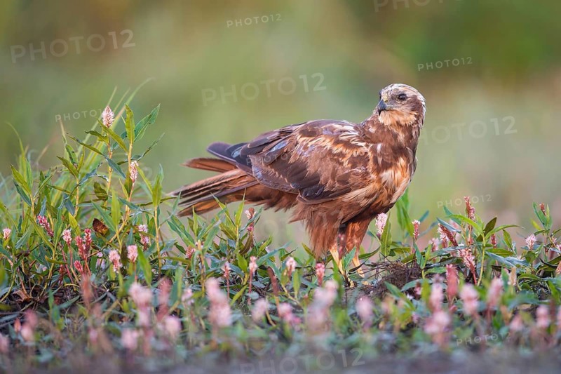 Western Marsh Harrier (Circus aeruginosus), Poland