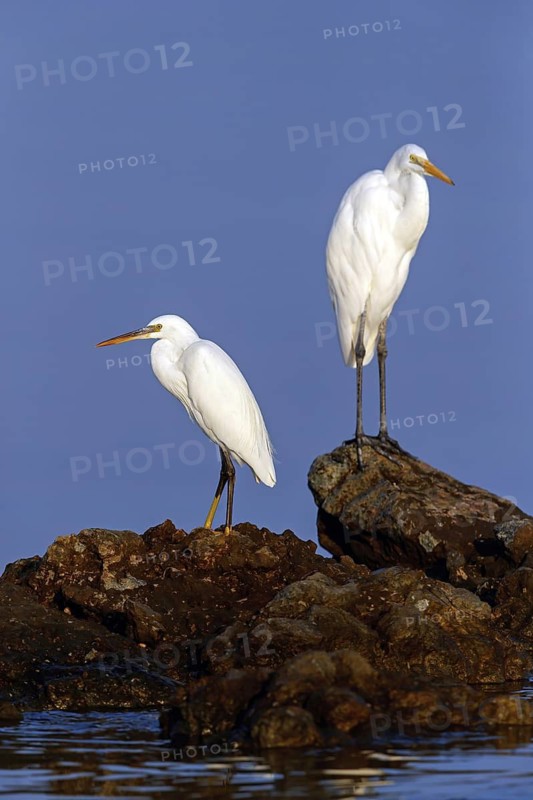 Heron, (Egretta gularis), heron family, biotope, habitat, waters, foraging, animals, birds, two animals, Raysut, Salalah, Dhofar, Oman