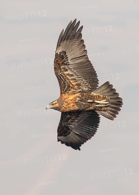 Black-chested Buzzard-Eagle (Geranoaetus melanoleucus) juvenile flying, Santiago Metropolitan, Chile