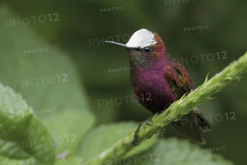 Snowcap (Microchera albocoronata), Costa Rica