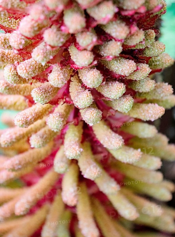 A macro shot of the flower spike of Gunnera tinctoria, revealing its intricate, textured surface and vibrant pink and yellow hues. This exotic plant is known for its striking appearance
