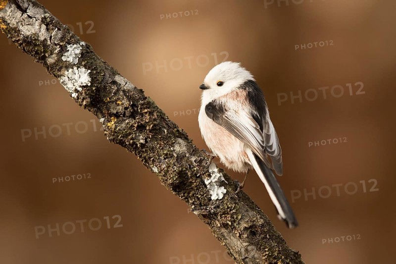 Long-tailed Tit (Aegithalos caudatus) perched on a branch, Bavaria, Germany