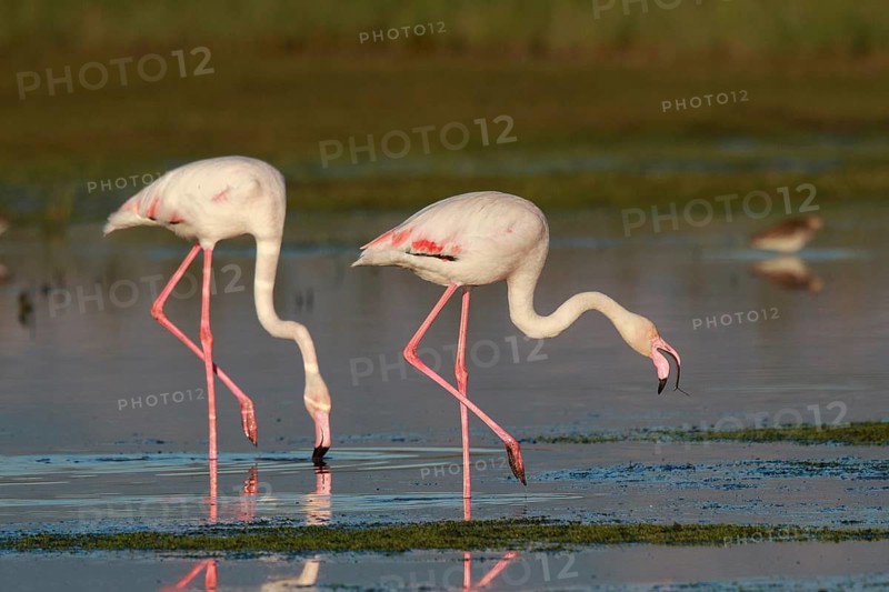 Greater Flamingo (Phoenicopterus roseus) foraging in shallow water, Greece