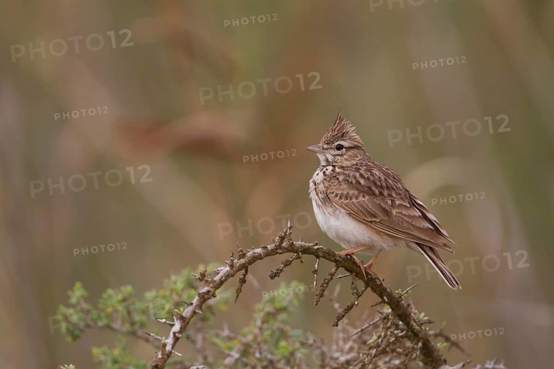 Thekla Lark - Theklalerche - Galeridae theklae ssp. ruficolor, Morocco, adult