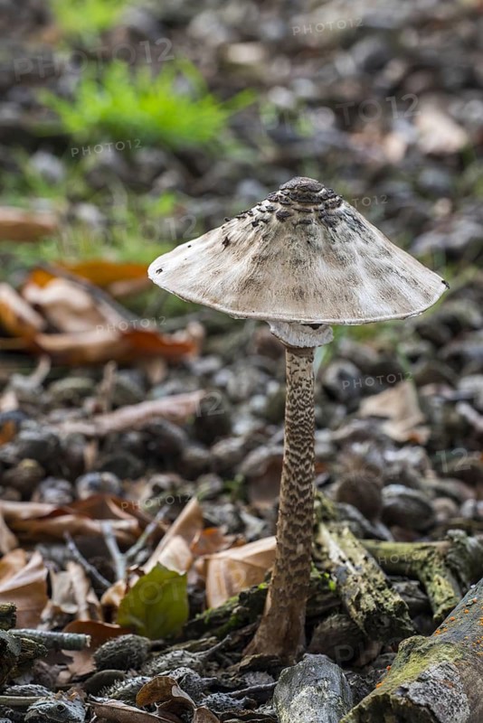 Parasol mushroom (Macrolepiota procera) in beech forest in autumn, fall