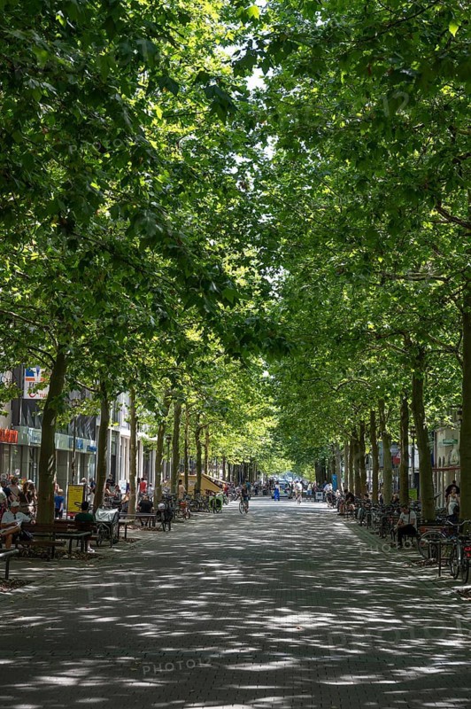 Platanenalle (Platanus) in the pedestrian zone of Erlangen, Nürnberger Str., Erlangen, Middle Franconia, Bavaria, Germany
