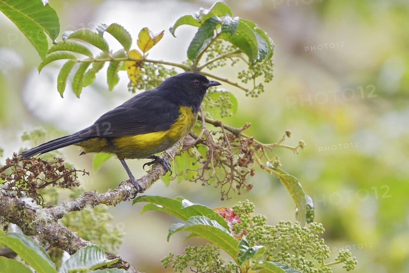 Black-and-yellow Silky-flycatcher (Phainoptila melanoxantha) perched on a branch in Costa Rica, Central America