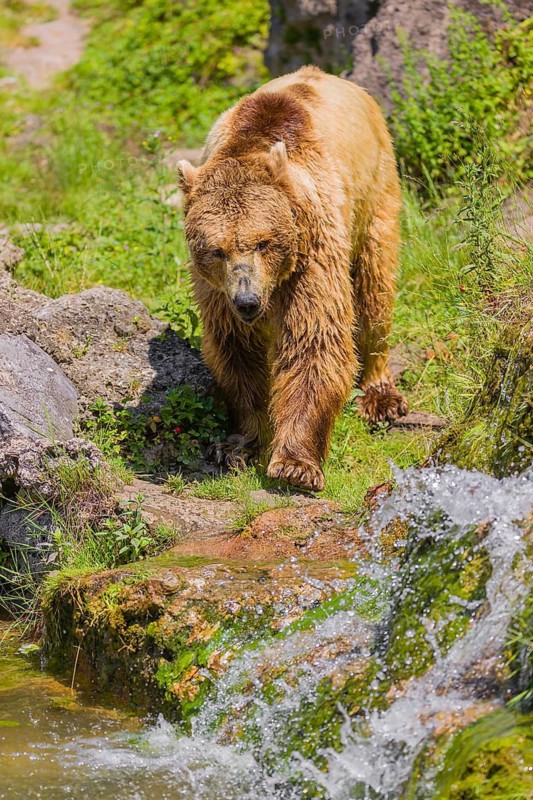 An eurasian brown bear (Ursus arctos arctos) walks along a creek towards a little cascade, that splashes down a slope