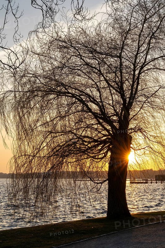 Sunset at the Müritz, willow tree with sun star, Waren, Müritz, Mecklenburg Lake District, Mecklenburg, Mecklenburg-Vorpommern, Germany