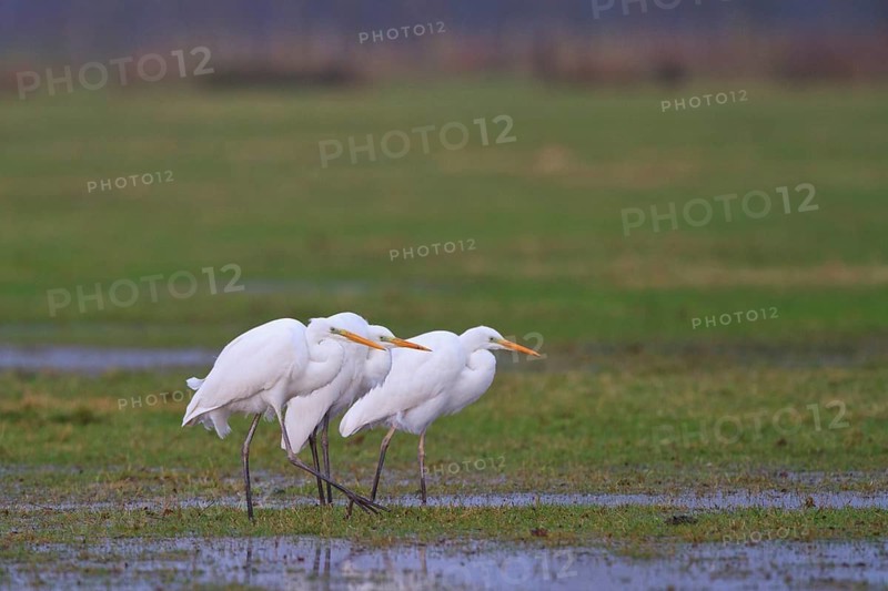 Great Egret (Ardea alba) foraging, North Rhine-Westphalia, Germany