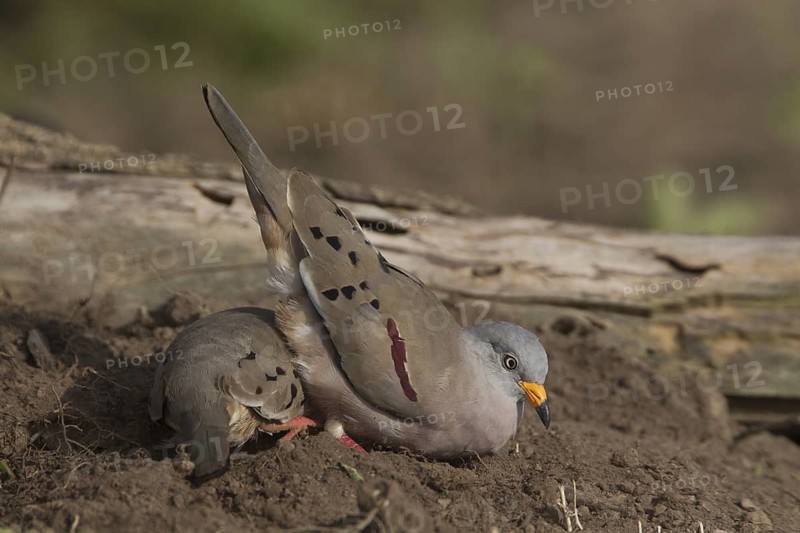 2 Male Croaking Ground Doves playing during a mud bath in Manabi, Ecuador