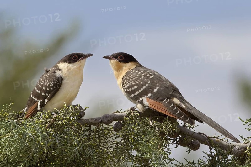 Great Spotted Cuckoo (Clamator glandarius) juvenile, Castile-La Mancha, Spain