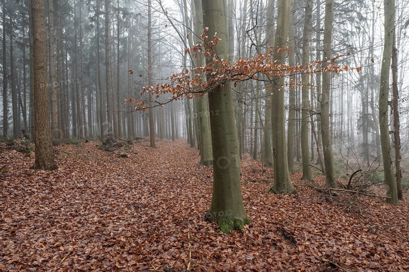 Forest landscape in fog, Emsland, Lower Saxony, Germany