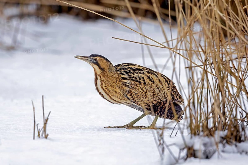 Eurasian bittern, great bittern (Botaurus stellaris) foraging well camouflaged in the snow in dense reed bed, reedbed along lake shore in winter