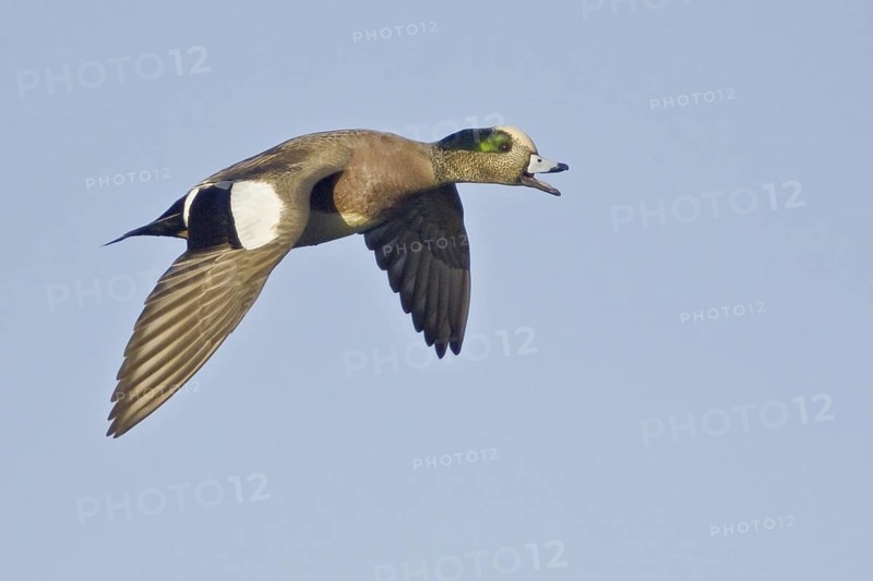 American Wigeon (Mareca americana) male flying, British Columbia, Canada