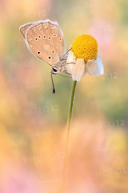 Das Männchen vom Zahnflügel-Bläuling (Polyommatus daphnis) die Ausbuchtungen am Hinterflügel sind hier nicht so markant und ausgeprägt