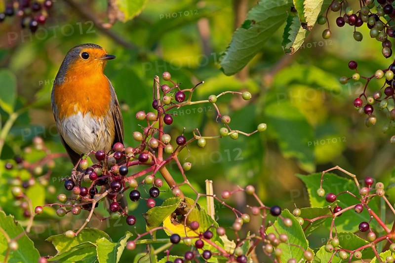 Robin, (Erithacus rubecula), animals, birds, songbird, perching, flycatcher family, Ottenby, Degerhamn, Kalmar, Sweden
