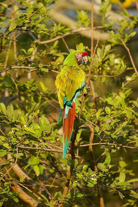 Military Macaw Ara militaris El Tuito, Jalisco, Mexico 9 June Adult Psittacidae