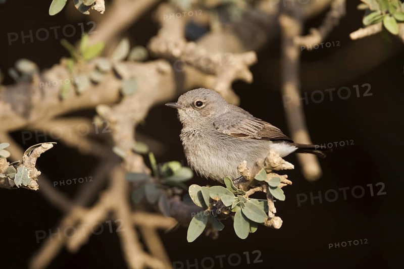 Blackstart (Oenanthe melanura), Oman