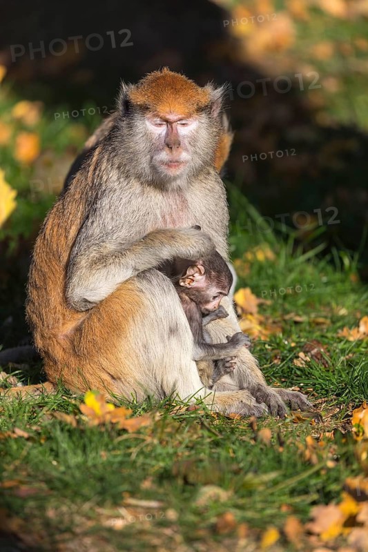One female patas monkey (Erythrocebus patas)with her baby in late light on a green meadow