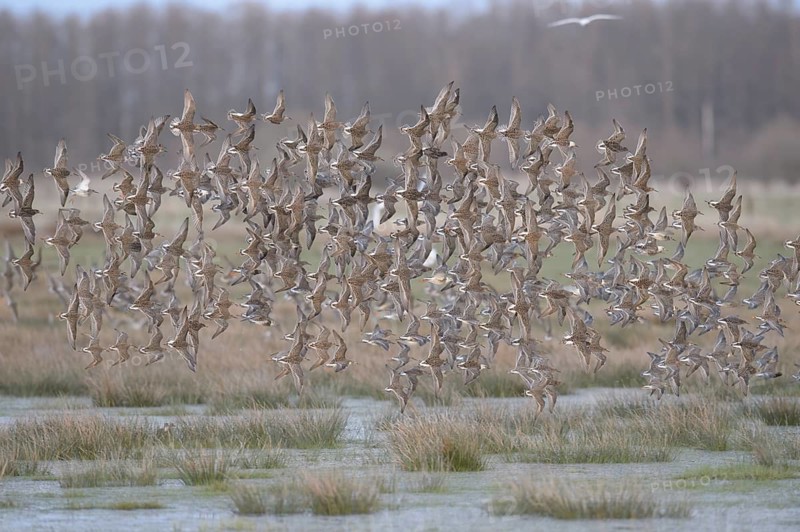 A flock of ruffs (Calidris pugnax, Syn.: Philomachus pugnax) flies close over the water, dynamic representation of wildness, Dümmer nature park Park, Lower Saxony, Germany