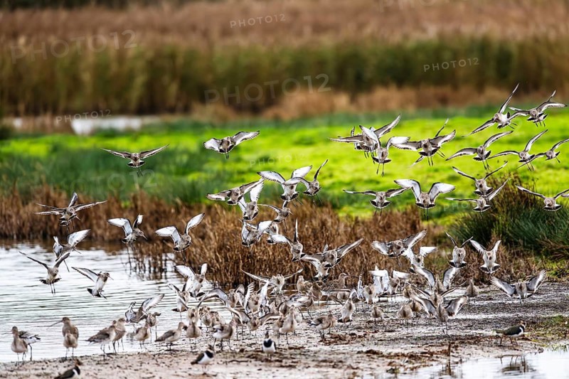 Black-tailed Godwits, Limosa limosa, birds in flight over marshes, Devon, England, United Kingdom