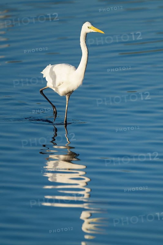 Great White Egret (Ardea alba) foraging in the shallow water zone of a lake, blue water, Lower Saxony, Germany