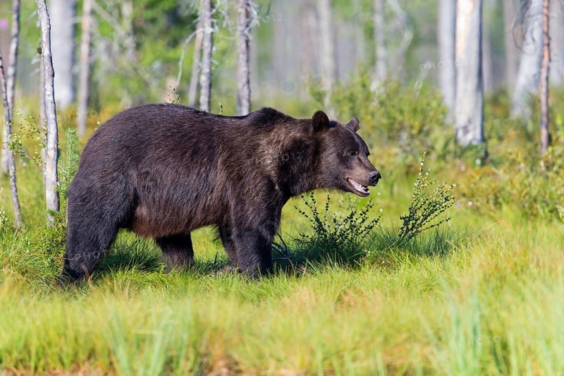 European brown bear, animals, mammals, (Ursus arctos arctos), forest, Scandinavia, bear family, also Eurasian brown bear, biotope, habitat, foraging, Lentiira, Lentiira Kuhmo, Finland