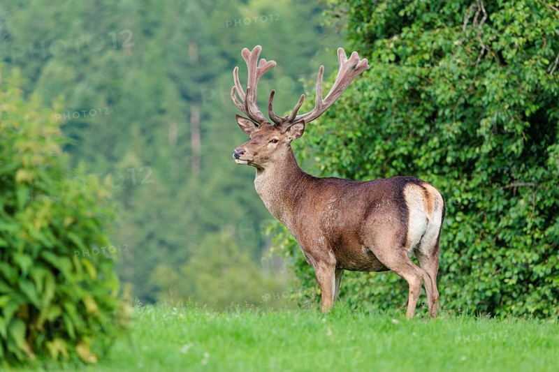 A red deer stag (Cervus elaphus) with its velvet antlers stands in a green meadow in hilly terrain. A forest can be seen in the background. Bavaria, Germany