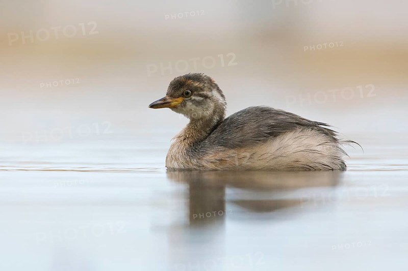 Australasian Grebe (Tachybaptus novaehollandiae) young, Victoria, Australia