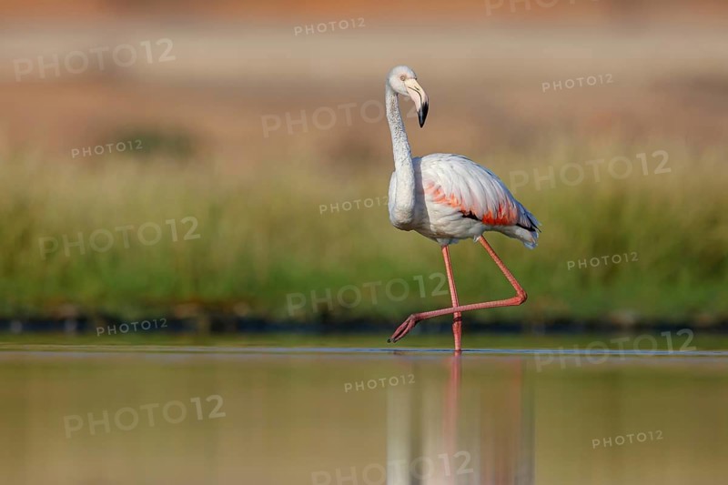 Pink flamingo, (Phoenicopterus ruber), Phoenicopterus roseus, animals, birds, flamingo, biotope, habitat, waters, foraging, Lesbos, Salalah, Dhofar, Greece