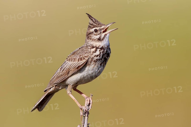 Crested Lark (Galerida cristata) singing, Lesvos, Greece