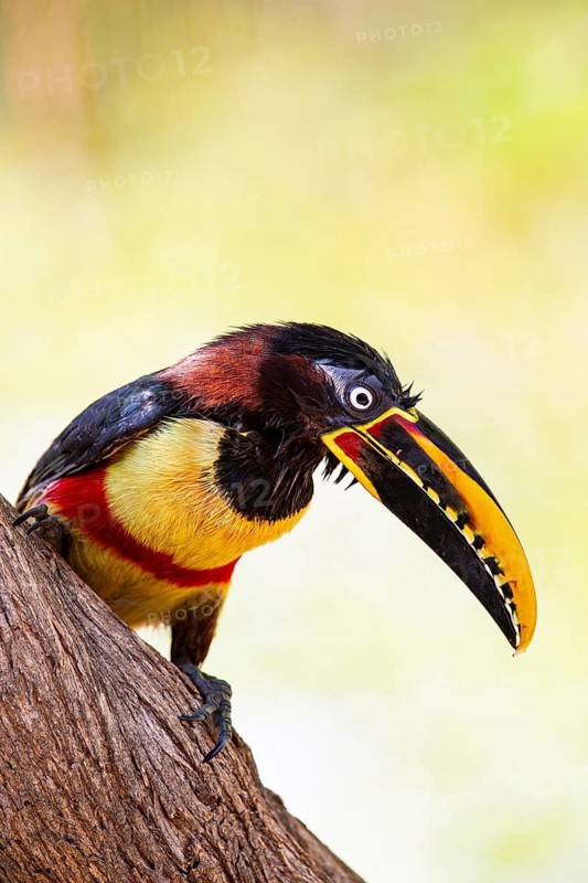 Chestnut-eared aracari (Pteroglossus castanotis) Pantanal Brazil#