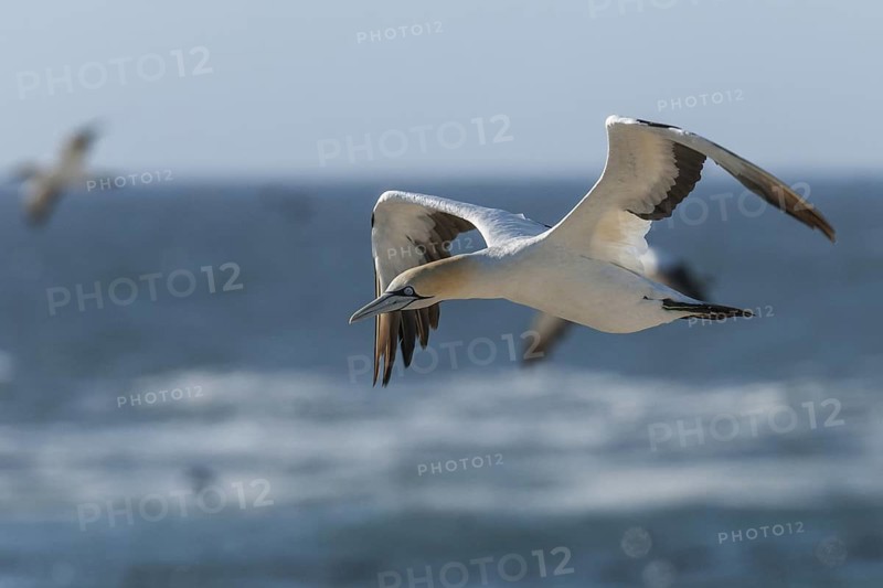 Cape Gannet (Morus capensis) flying, Western Cape, South Africa