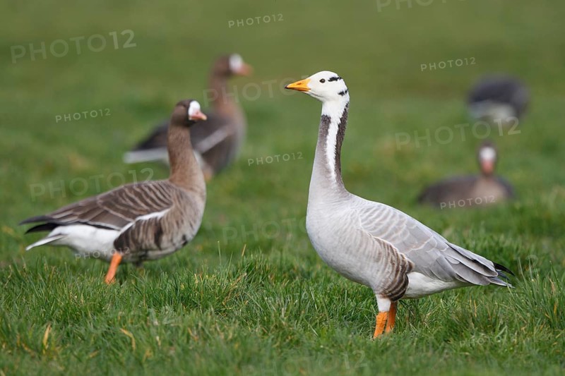 Bar-headed Goose & Greater White-fronted Goose (Anser indicus & Anser albifrons), Netherlands