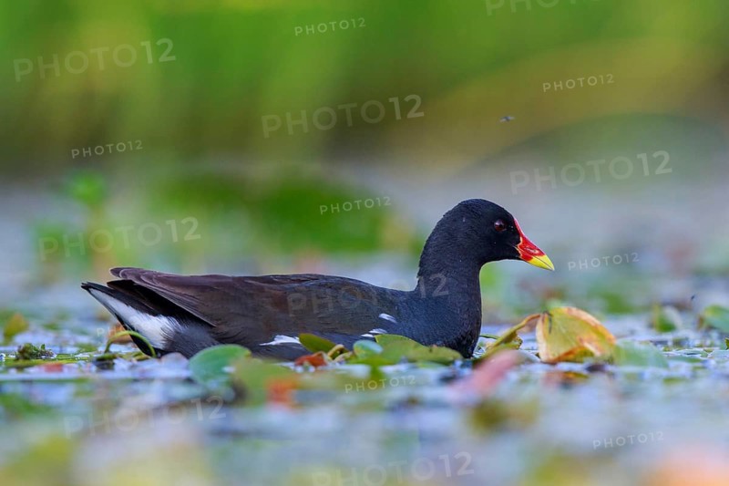 Common Moorhen (Gallinula chloropus) foraging, North Rhine-Westphalia, Germany