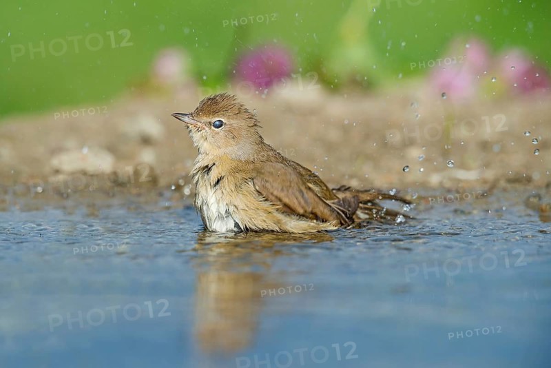 Garden Warbler (Sylvia borin) bathing, Aosta Valley, Italy