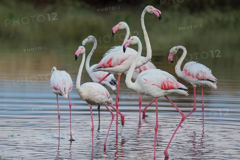Greater Flamingo (Phoenicopterus roseus) group standing in shallow water, Lesvos, Greece